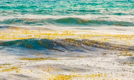 The beautiful Caribbean beach totally filthy and dirty the nasty seaweed sargazo problem in Playa del Carmen Quintana Roo Mexico.の写真素材