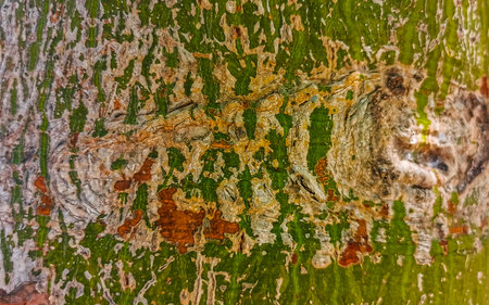 Young green beautiful Kapok tree Ceiba tree with spikes texture pattern in tropical park jungle forest in Playa del Carmen Quintana Roo Mexico.の写真素材