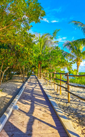 Wooden trail walk path and fence at the Caribbean beach and tropical nature with palm trees in Playa del Carmen Quintana Roo Mexico.の写真素材
