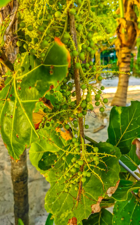 Sea grape plant tree with leaves grapes and seeds in Playa del Carmen Quintana Roo Mexico.の写真素材