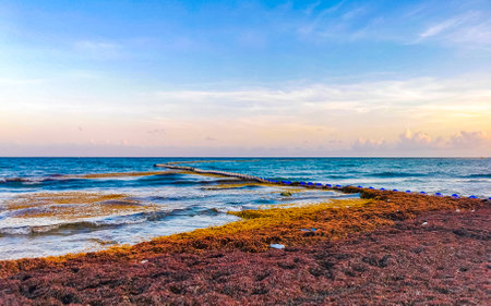 The beautiful Caribbean beach totally filthy and dirty the nasty seaweed sargazo problem in Playa del Carmen Quintana Roo Mexico.の写真素材