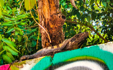 Mexican iguana lies on a wall rock in tropical nature in Playa del Carmen Quintana Roo Mexico.の写真素材