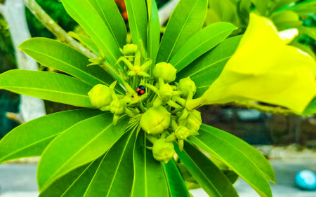 Yellow oleander flower on tree with ladybug green leaves and blue sky in Playa del Carmen Mexico.の写真素材