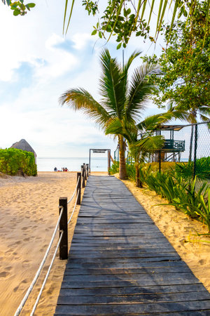 Wooden trail walk path and fence at the Caribbean beach and tropical nature with palm trees in Playa del Carmen Quintana Roo Mexico.のeditorial素材