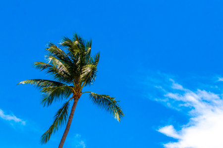 Tropical natural mexican palms palm tree trees with coconuts and blue sky background in Playa del Carmen Quintana Roo Mexico.の写真素材