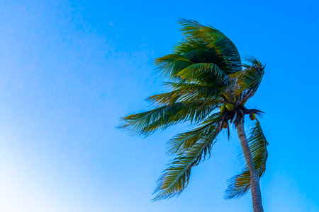 Tropical natural mexican palms palm tree trees with coconuts and blue sky background in Playa del Carmen Quintana Roo Mexico.の写真素材