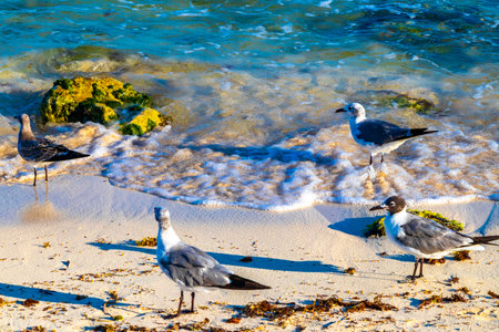 Seagull Seagulls seabirds bird birds are walking on the white beach sand in Playa del Carmen Quintana Roo Mexico.の写真素材