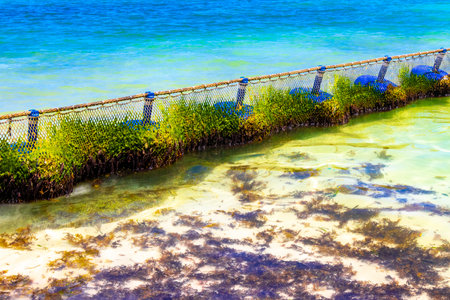Tropical Mexican Caribbean beach and sea with Sargazo seaweed sea weed net rope and buoys in clear turquoise blue water in Playa del Carmen Mexico.の写真素材