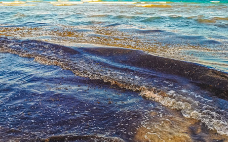 The beautiful Caribbean beach totally filthy and dirty the nasty seaweed sargazo problem in Playa del Carmen Quintana Roo Mexico.の写真素材