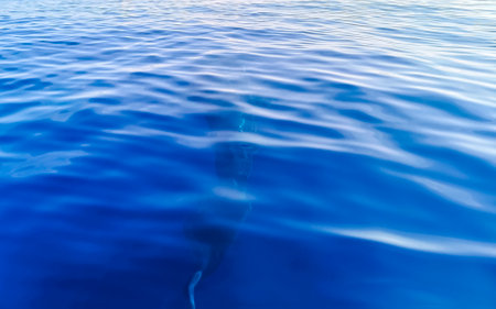 Huge beautiful whale shark swims on the water surface on boat tour with dive and snorkel in Cancun Quintana Roo Mexico.の写真素材