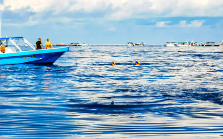 Cancun Quintana Roo Mexico June 28, 2022 Huge beautiful whale shark swims on the water surface on boat tour with dive and snorkel in Cancun Quintana Roo Mexico.のeditorial素材