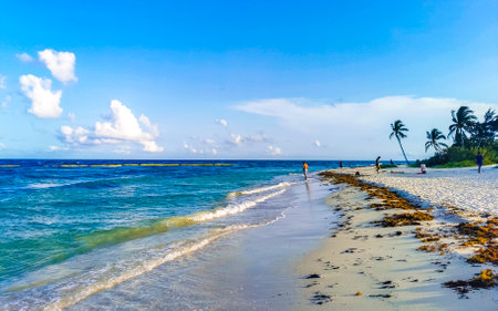 Tropical Caribbean beach landscape panorama with clear turquoise blue water and seaweed sea weed grass sargazo in Playa del Carmen Quintana Roo Mexico.の写真素材