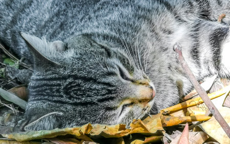 Cute stray cat sleeping and relaxing outside in free nature in Zicatela Puerto Escondido Oaxaca Mexico.の写真素材