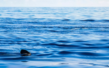 Huge beautiful whale shark swims on the water surface on boat tour with dive and snorkel in Cancun Quintana Roo Mexico.の写真素材