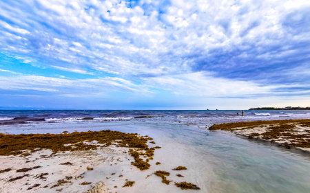 Tropical Caribbean beach landscape panorama with clear turquoise blue water and seaweed sea weed grass sargazo in Playa del Carmen Quintana Roo Mexico.の写真素材