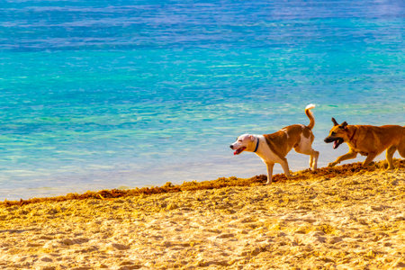 Dog stray dogs playing running and walking along the beach and waves in Playa del Carmen Quintana Roo Mexico.のeditorial素材