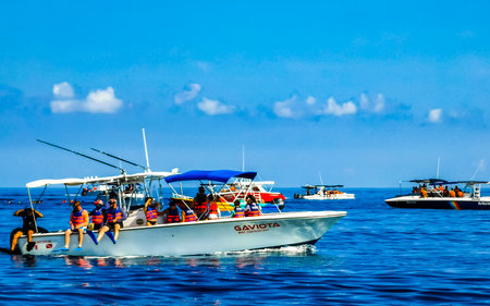 Cancun Quintana Roo Mexico June 28, 2022 Huge beautiful whale shark swims on the water surface on...
