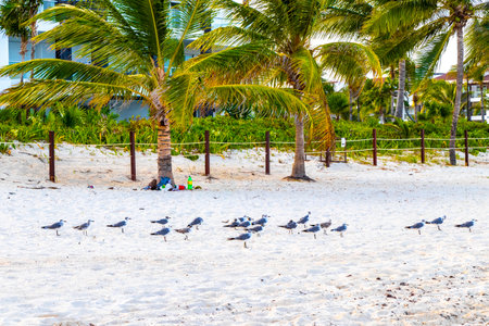 Seagull Seagulls seabirds bird birds are walking on the white beach sand in Playa del Carmen...