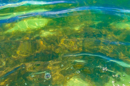 Beautiful sea grass underwater in the Caribbean Sea in Playa del Carmen Quintana Roo Mexico.の写真素材