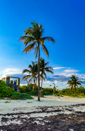 Tropical Caribbean beach landscape panorama with clear turquoise blue water and seaweed sea weed grass sargazo in Playa del Carmen Quintana Roo Mexico.の写真素材