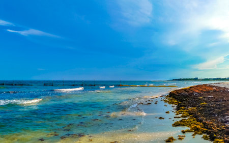 Tropical Caribbean beach landscape panorama with clear turquoise blue water and seaweed sea weed grass sargazo in Playa del Carmen Quintana Roo Mexico.の写真素材