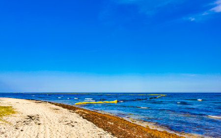 Tropical Caribbean beach landscape panorama with clear turquoise blue water and seaweed sea weed grass sargazo in Playa del Carmen Quintana Roo Mexico.の写真素材