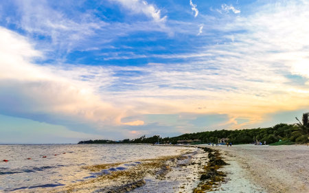 Awesome amazing and colorful sunset sunrise at the tropical Mexican Caribbean beach landscape panorama with clear turquoise blue water resorts and palm trees in Playa del Carmen Mexico.の写真素材