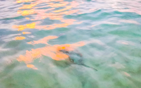 Stingray stingrays electric ray rays swimming swims close to the beach in water with waves in Playa del Carmen Quintana Roo Mexico.の写真素材