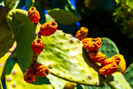 Cactus plant Cacti with orange fruits figs in Voula Attica Greece.