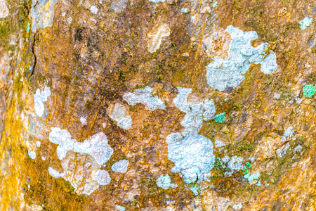 Texture of a tropical tree with turquoise green and white patches spots stains of moss lichen on the...