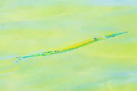 Trumpet fish trumpetfish swims on water surface in Caribbean Sea Playa del Carmen Quintana Roo Mexico.の写真素材