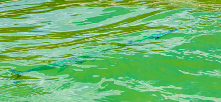 Trumpet fish trumpetfish swims on water surface in Caribbean Sea Playa del Carmen Quintana Roo Mexico.の写真素材