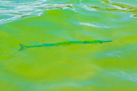 Trumpet fish trumpetfish swims on water surface in Caribbean Sea Playa del Carmen Quintana Roo Mexico.の写真素材