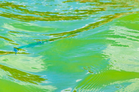 Trumpet fish trumpetfish swims on water surface in Caribbean Sea Playa del Carmen Quintana Roo...