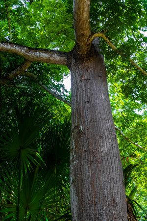 Giant tropical trees in the jungle rainforest at the Ruins in Coba Municipality Tulum Quintana Roo...