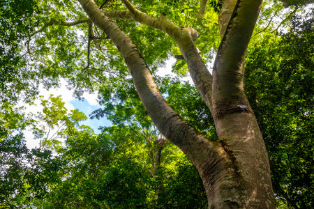 Giant tropical trees in the jungle rainforest at the Ruins in Coba Municipality Tulum Quintana Roo...