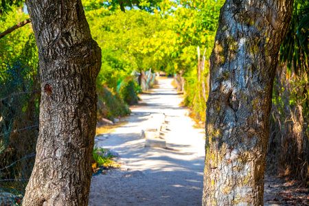 Tropical natural way walking path to the beach in the nature jungle between plants and palm trees in Playa del Carmen Mexico.の写真素材