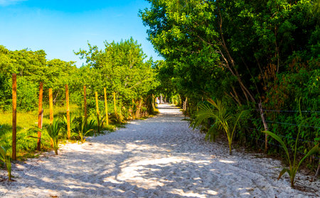 Tropical natural way walking path to the beach in the nature jungle between plants and palm trees in Playa del Carmen Mexico.の写真素材
