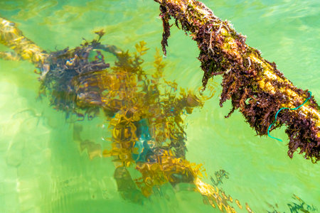 Ropes in the water with moss and sea weed in Playa del Carmen Quintana Roo Mexico.の写真素材