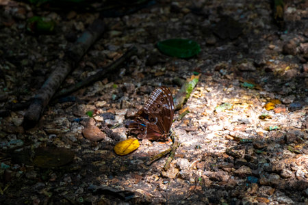 Large blue butterfly Blue Morpho on the forest floor in Coba Municipality Tulum Quintana Roo Mexico.