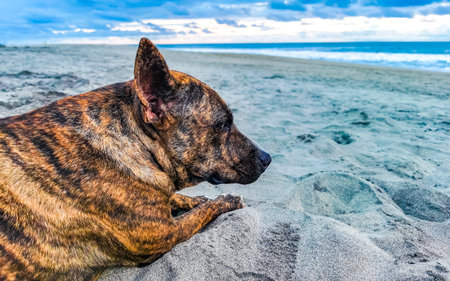 Dog lying on the sand on the sunny beach and relaxing in La Punta Zicatela Puerto Escondido Oaxaca...