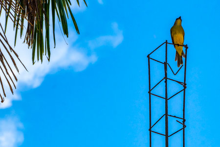 Tropical yellow kingbird flycatcher bird birds between palm trees in Playa del Carmen Quintana Roo Mexico.の写真素材