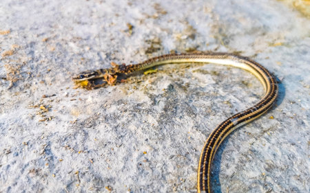 Dead tropical snake run over on the ground roadkill in Zicatela Puerto Escondido Oaxaca Mexico.