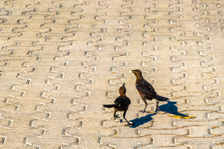 Great-tailed grackles females babies and males eat and feed each other on ground in Playa del Carmen Quintana Roo Mexico.の写真素材