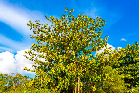 Treetops of tropical trees with blue sky and clouds in Playa del Carmen Quintana Roo Mexico.