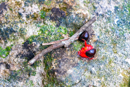 Tropical fruit shells fruits flowers and seeds on the forest ground in the jungle at the Coba Ruins...