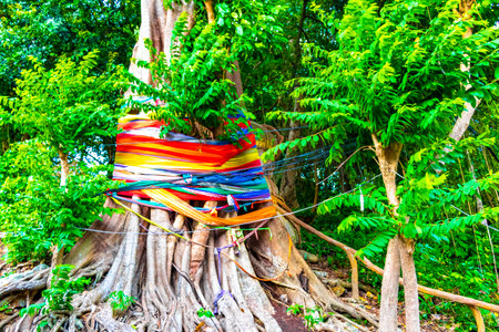 Huge giant tropical colorful decorated tree on Koh Phi Phi Don island in Ao Nang Amphoe Mueang Krabi Thailand in Southeast Asia.の写真素材