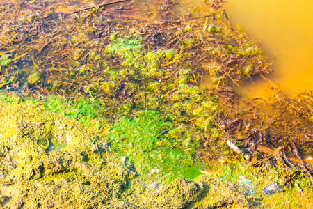 Green slime in pond with yellow water in Hemmoor Hechthausen Cuxhaven Lower Saxony Germany.