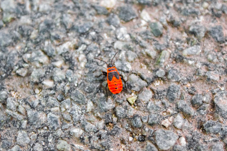 Fire bug insect crawling on the floor in Hemmoor Hechthausen Cuxhaven Lower Saxony Germany.
