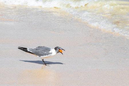 Seagull eats chips from the beach sand in Playa del Carmen Quintana Roo Mexico.